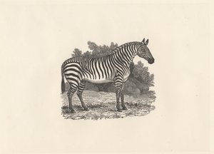 Zebra de Thomas Bewick