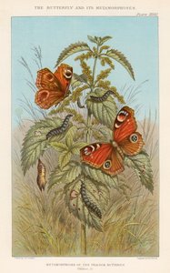 Metamorfoses da borboleta pavão, 1888