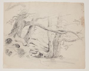Carvalho e Hemlock Trees (lápis sobre papel) de Thomas Cole
