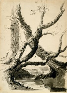 Sketch of Tree Trunks, c.1825-40 (tinta preta, caneta, aguada e lápis em papel branco) de Thomas Cole