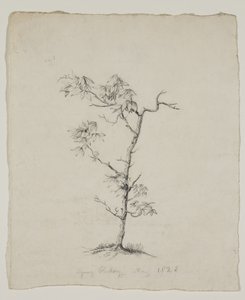 Nogueira jovem de Thomas Cole