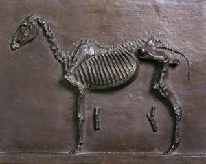 Esqueleto de cavalo de Thomas Cowperthwait Eakins