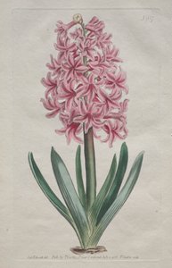 A Revista Botânica ou Jardim de Flores Exibido: Jardim Jacinto de Thomas Curtis