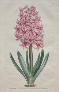A Revista Botânica ou Jardim das Flores Exibida: Garden Hyacinth, 1806. de Thomas Curtis