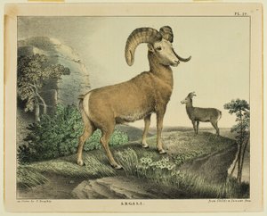 Argali de Thomas Doughty