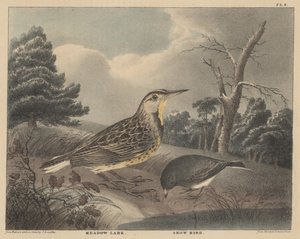 Meadow Lark e Snow Bird, de "O Gabinete de História Natural de Doughty e Esportes Rurais Americanos", Vol. I, 1830 de Thomas Doughty