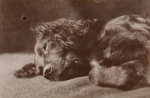 Boyce, retrato de um cão setter de Thomas Eakins