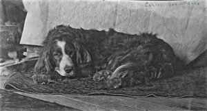O cão de Eakins Harry, c. 1880-1890. de Thomas Eakins