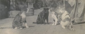 Quatro gatos, ca. 1895. de Thomas Eakins
