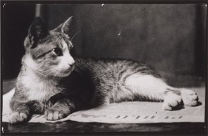 O gato da Sra. Thomas Eakins de Thomas Eakins