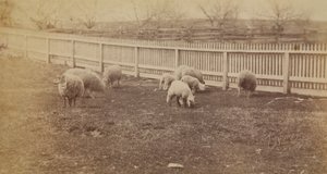 [Ovelhas num pasto na quinta em Avondale, PA] de Thomas Eakins