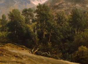 Floresta em Romsdal