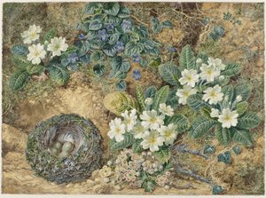 Natureza morta de um ninho de pássaros, panilas, primatas e flor de maçã de Thomas Frederick Collier