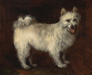 Cão Spitz