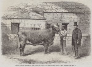 Duquesa do capitão Gunter 77º, primeiro prêmio vaca no show da Royal Agricultural Society em Leeds de Thomas Harrington Wilson