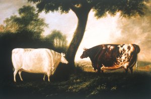 Dois Bovinos de Espinheiro Curto de Thomas Harrington Wilson
