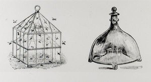 Wasp and fly traps, de Thomas Mawson 