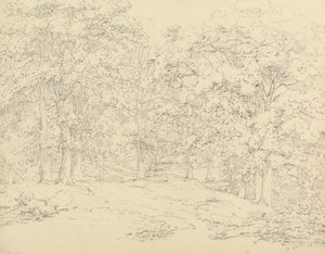 Árvores em Ashtead Park, Surrey