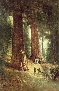Nos Redwoods, 1899