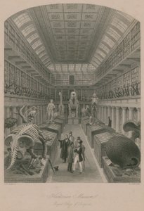 Museu Hunterian, Royal College of Surgeons, Londres de Thomas Hosmer Shepherd