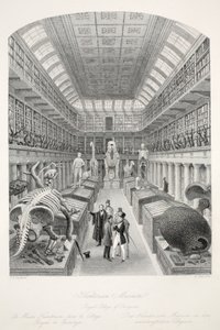 Museu Hunterian, Royal College of Surgeons, do pub "London Interiors with Costumes and Ceremonies". Joseph Mead, Londres, c.1843 (gravura em aço) de Thomas Hosmer Shepherd