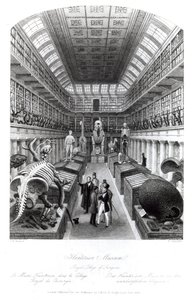 O Hunterian Museum, ilustração para &39;London Interiors&39;, gravado por Edward Radclyffe, c.1840s de Thomas Hosmer Shepherd