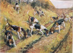 Nariz para o chão, ilustração de &39;Hounds&39;