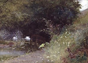 Cisnes em um lago