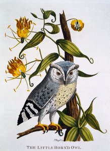 Little Horned Owl, de &39;Indian Zoology&39;, publicado em 1790 de Thomas Pennant