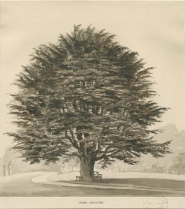 Ingestre - Cedar tree: desenho em sépia, nd [ 1838]