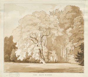 Ingestre - um estudo de árvores: desenho em sépia, sd [ 1838] (desenho) de Thomas Peploe Wood