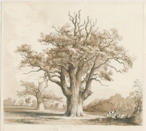 Teddesley Hall - Oak Trees: desenho a lápis e lavagem, nd [novembro de 1842] de Thomas Peploe Wood
