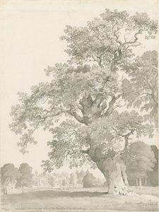 Tixall - Oak Tree: desenho a caneta e lavagem de Thomas Peploe Wood