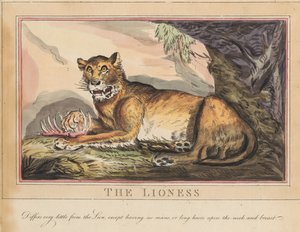 Conjunto de oito, com página de rosto. «Animais Estrangeiros e Nacionais». 4. O Tigre de Thomas Rowlandson