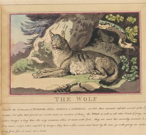 Conjunto de oito, com página de rosto. «Animais Estrangeiros e Nacionais». 5. O Lobo de Thomas Rowlandson
