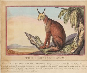Conjunto de oito, com página de rosto. «Animais Estrangeiros e Nacionais».  7.  O lince persa de Thomas Rowlandson