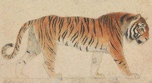 Um tigre, de corpo inteiro, de perfil, a caminhar para a direita de Thomas Stothard