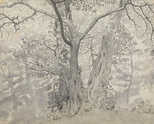Estudo das árvores de Thomas Stothard