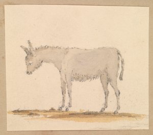 Estudo de um burro, c.1820 (caneta e tinta, lavagem, aguarela) de Thomas Streatfeild
