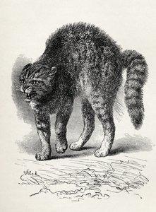 Gato aterrorizado por um cachorro, de Charles Darwin "A Expressão das Emoções no Homem e Animais", 1872 (lito)