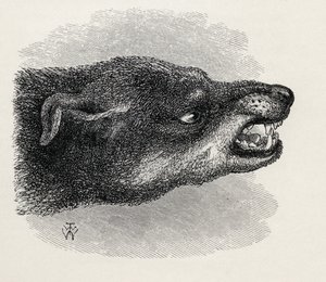 Cabeça de cachorro rosnando, de Charles Darwin, "A expressão das emoções no homem e nos animais", 1872