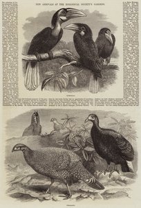 Os recém-chegados nos jardins da Sociedade Zoológica de Thomas W. Wood