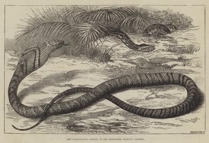 A Serpente Comedor de Serpentes nos Jardins da Sociedade Zoológica