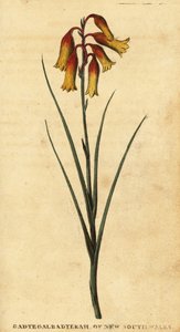 Sinos de Natal, Blandfordia nobilis.,1800 (gravura)