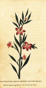 Arbusto de Gilliflower de Nova Gales do Sul (New South Wales). ,1800 (gravura)