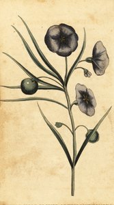 Flor de batata-maçã de Nova Gales do Sul, Austrália. ,1800 (gravura)