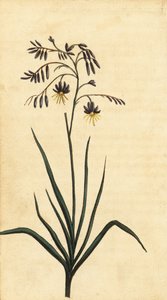 Flor de rocha de Nova Gales do Sul, Austrália. ,1800 (gravura)