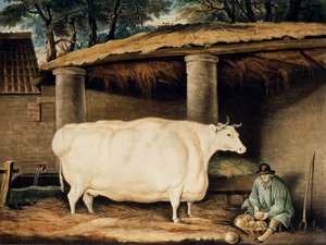 Uma novilha de chifres curtos, gravada por William Ward, Dartington, 1811 (gravura de cor)