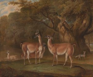 Llamas e uma raposa numa paisagem arborizada de Thomas Weaver