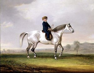 Mestre Edward Humphries no seu Pónei Cinzento de Thomas Weaver